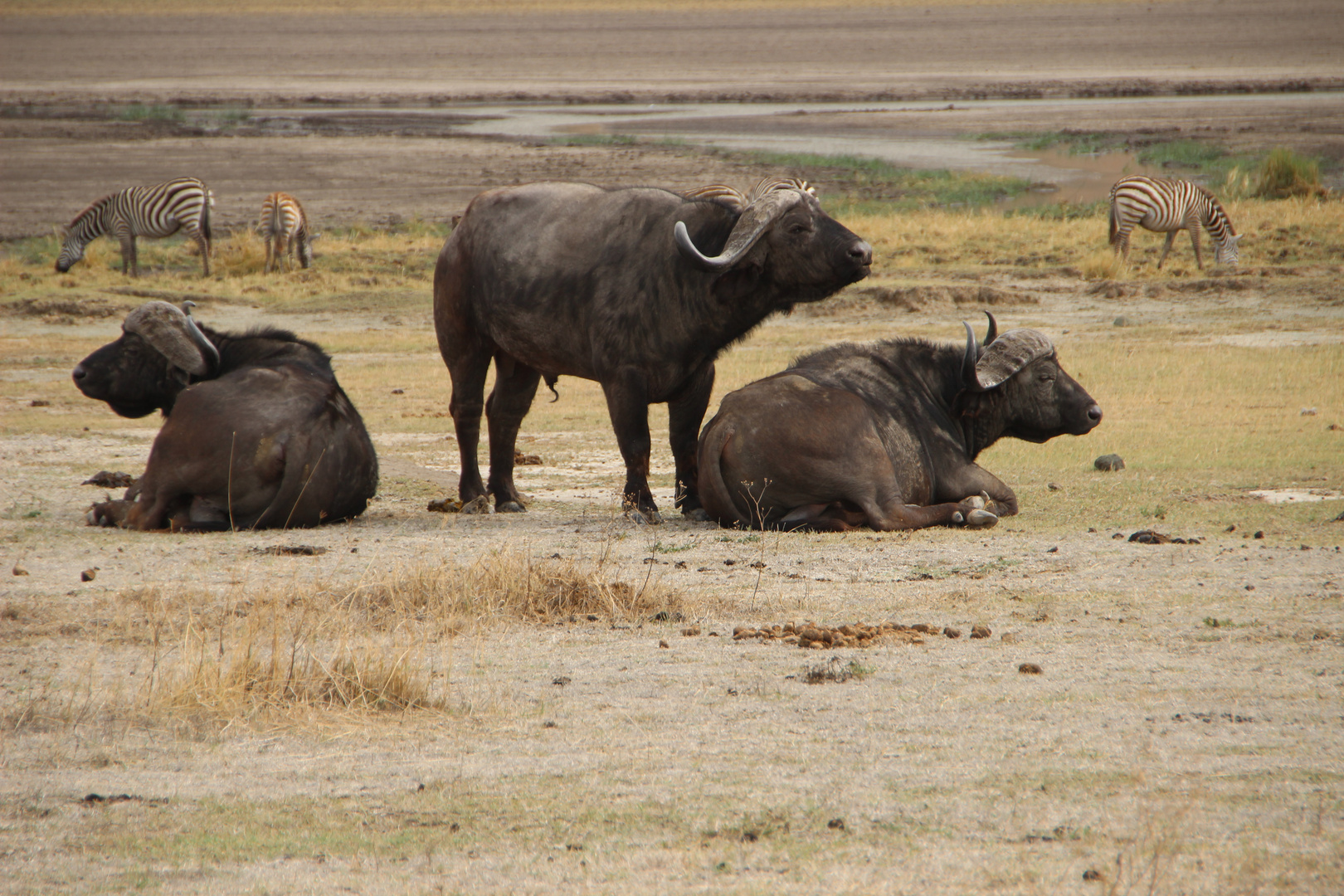 Kaffernbüffel - Cape Buffaloes