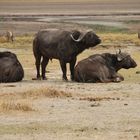 Kaffernbüffel - Cape Buffaloes