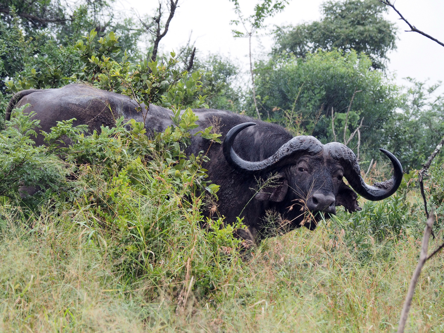 Kaffernbüffel im Hluhluwe-Imfolozi National Park