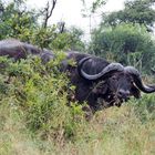 Kaffernbüffel im Hluhluwe-Imfolozi National Park