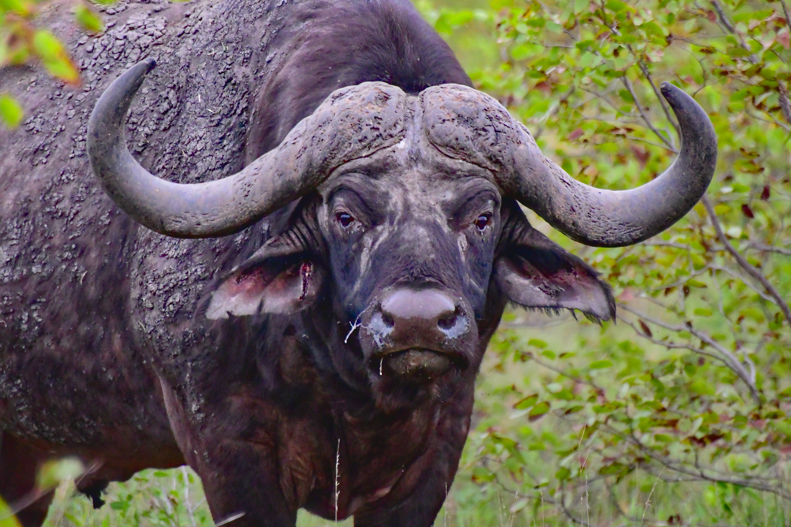 Kaffernbüffel im Kruger Nationalpark