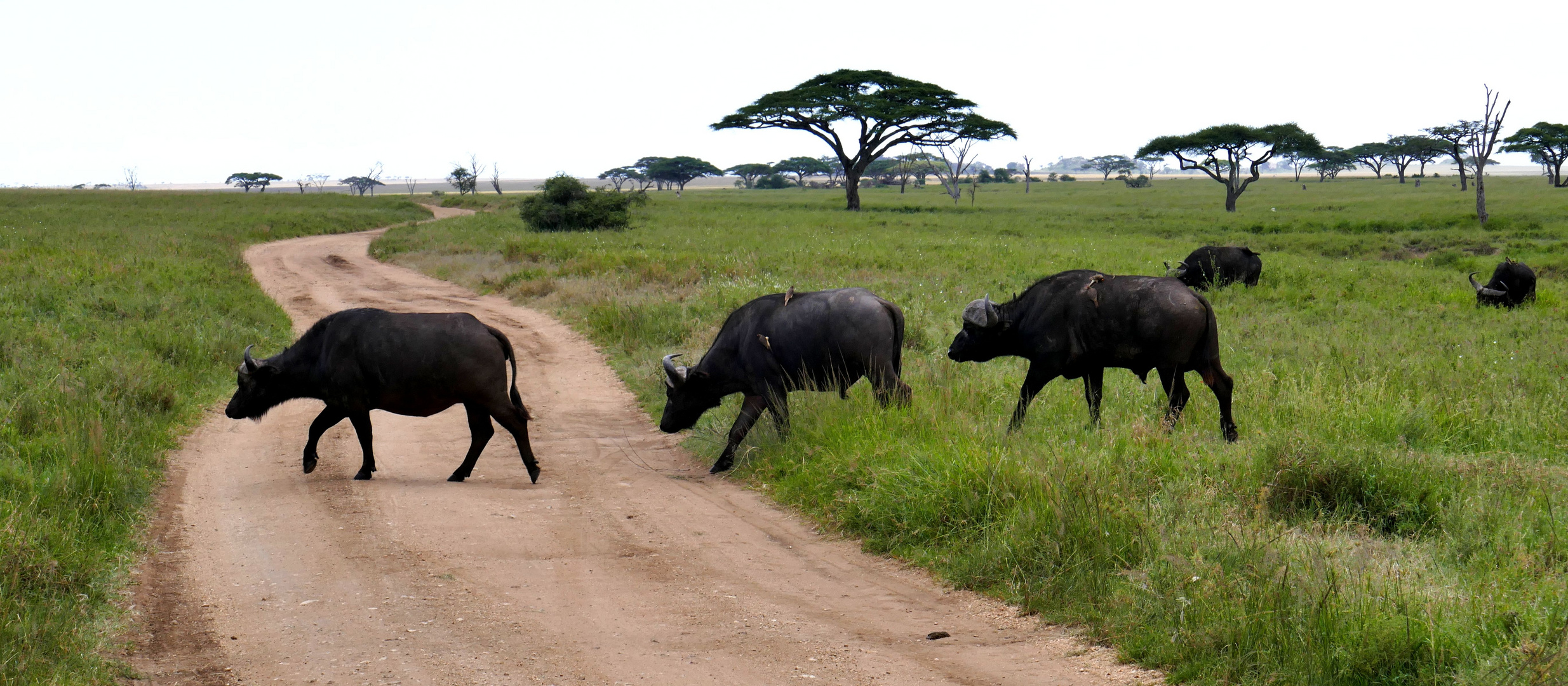 ...Kaffernbüffel in den Savannen der Serengeti...