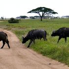 ...Kaffernbüffel in den Savannen der Serengeti...