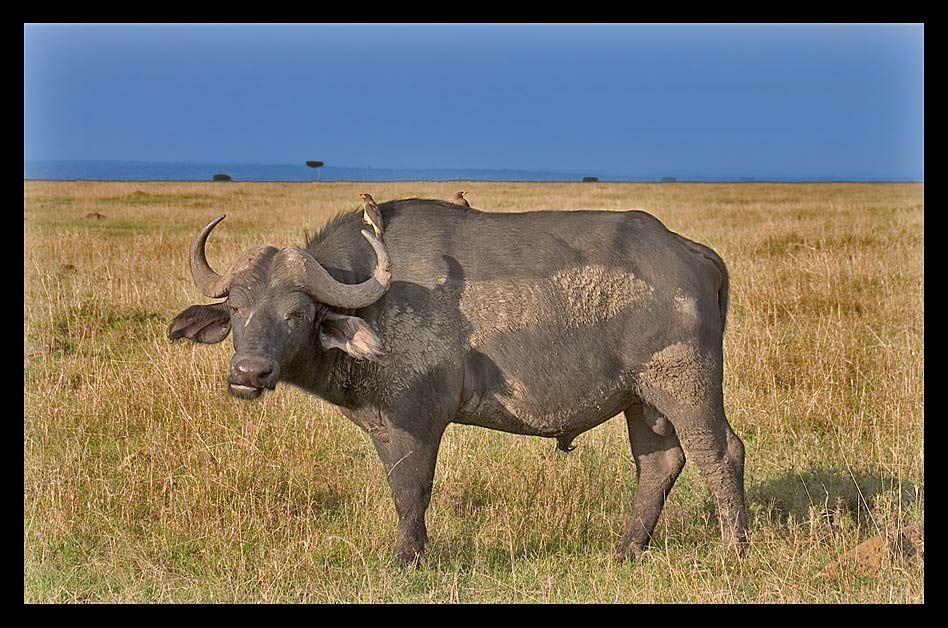 Kaffernbüffel (Mbogo) mit zwei Madenhackern in der Masai Mara