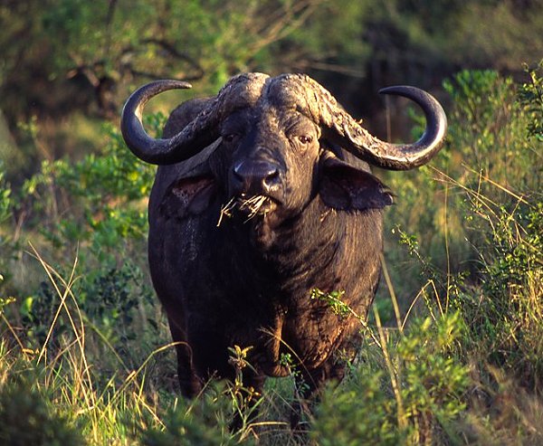 Kaffernbüffel - Südafrika