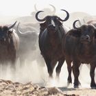 Kaffernbüffelherde im Ruaha-Nationalpark