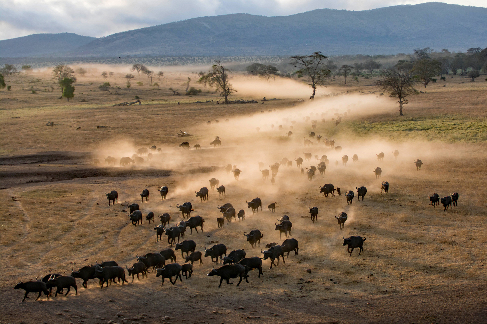 Kaffernbüffelherde in den Taita Hills (Kenia)