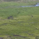 Kaffernbüffelzug im Ngorongoro-Krater