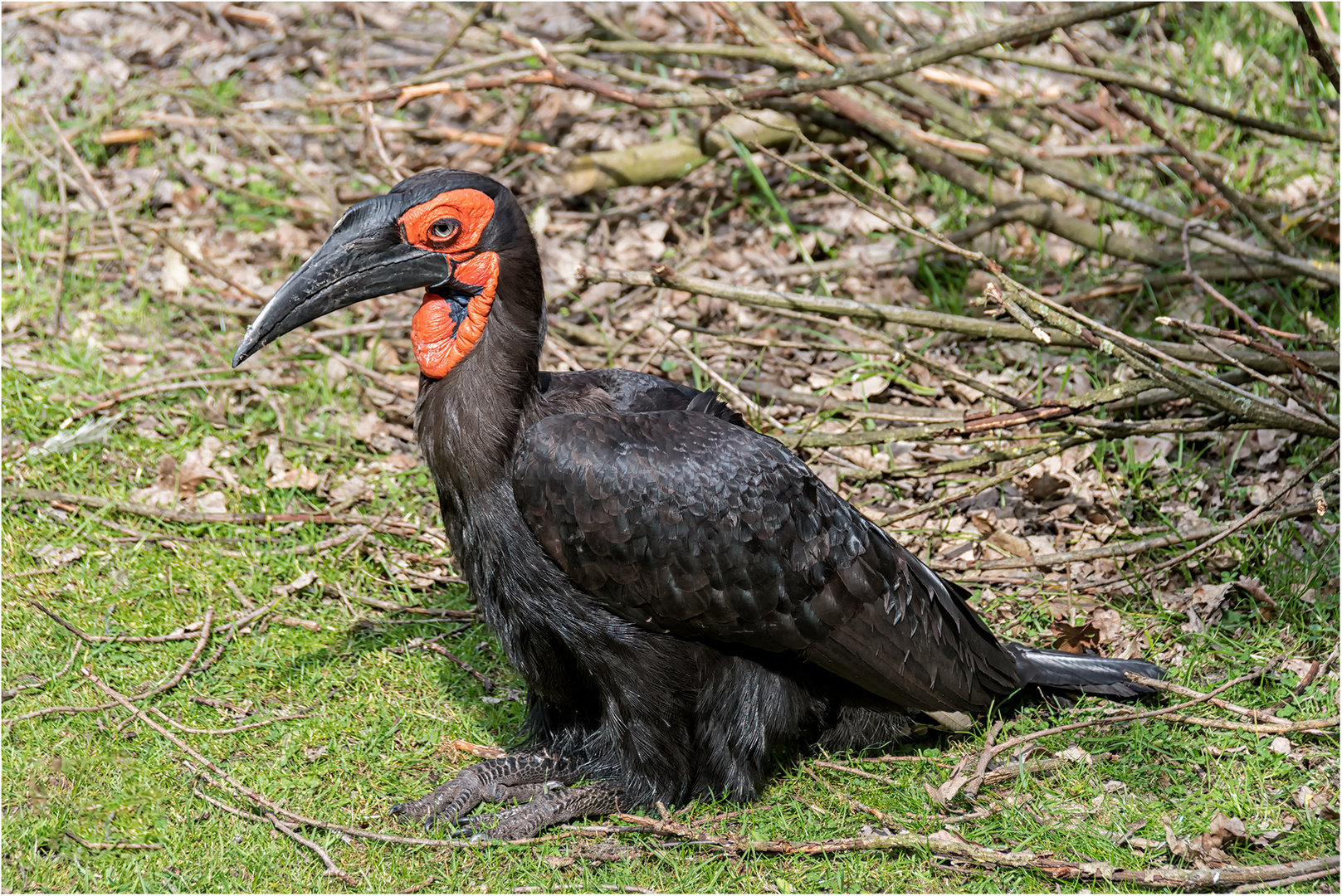 Kaffernhornvogel