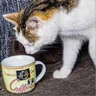 kaffesüchtige katze?