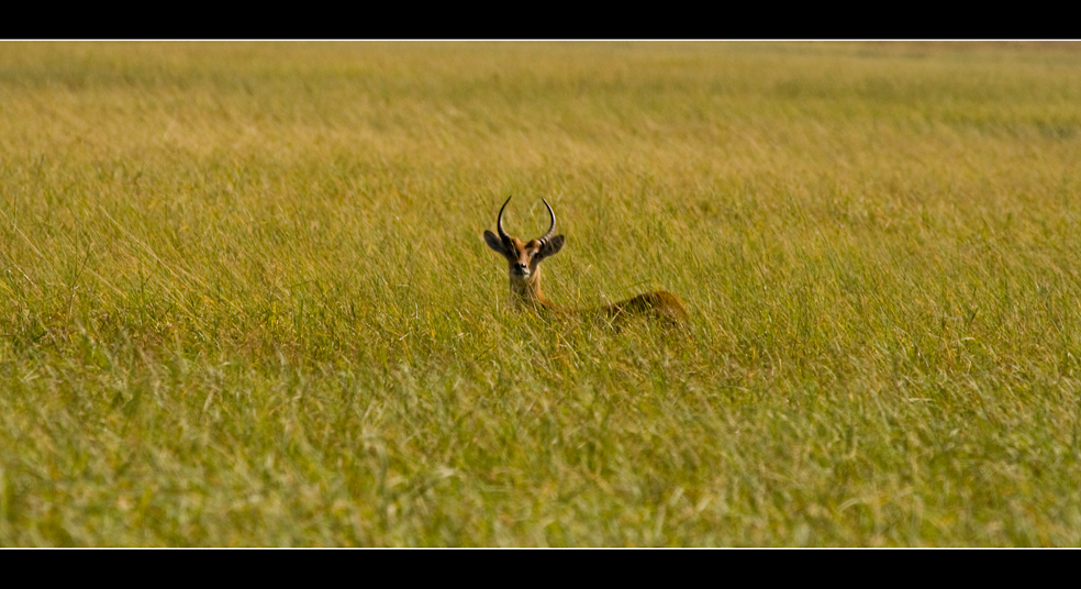 Kafue Lechwe