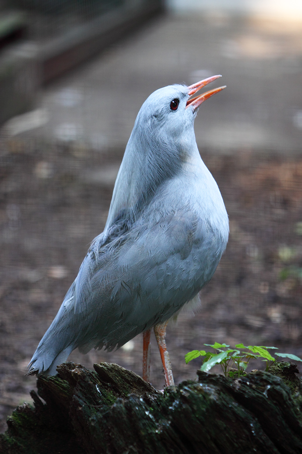 Kagu Foto & Bild tiere, zoo, wildpark & falknerei, vögel Bilder auf