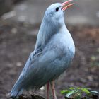 Kagu