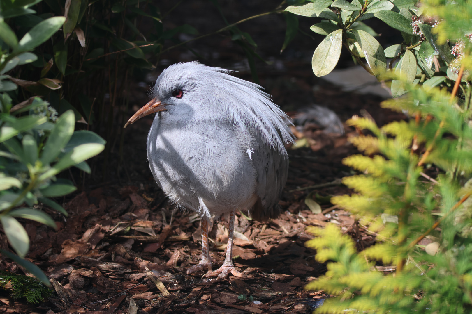 Kagu