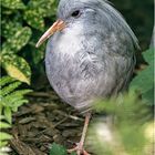 Kagu