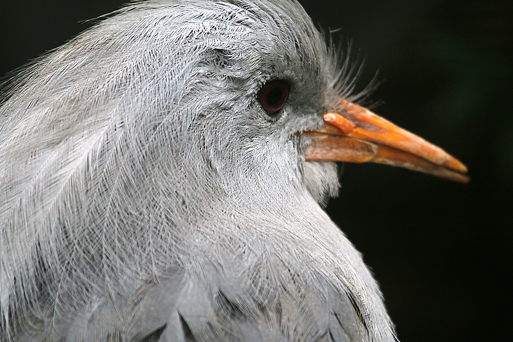 Kagu