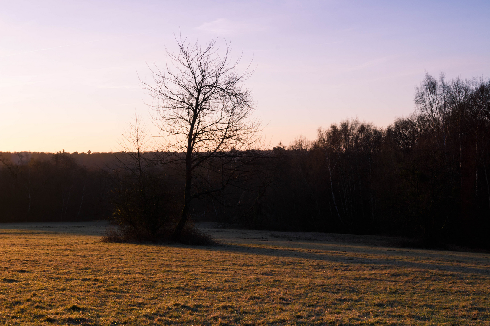 Kahl in der Morgensonne