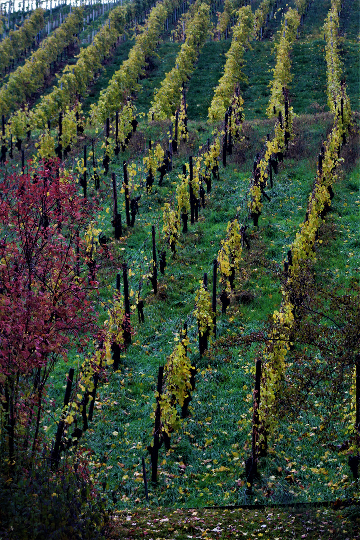 kahl sind sie geworden die Weinberge rund um Stuttgart