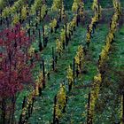 kahl sind sie geworden die Weinberge rund um Stuttgart