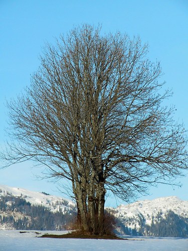 kahl und kalt