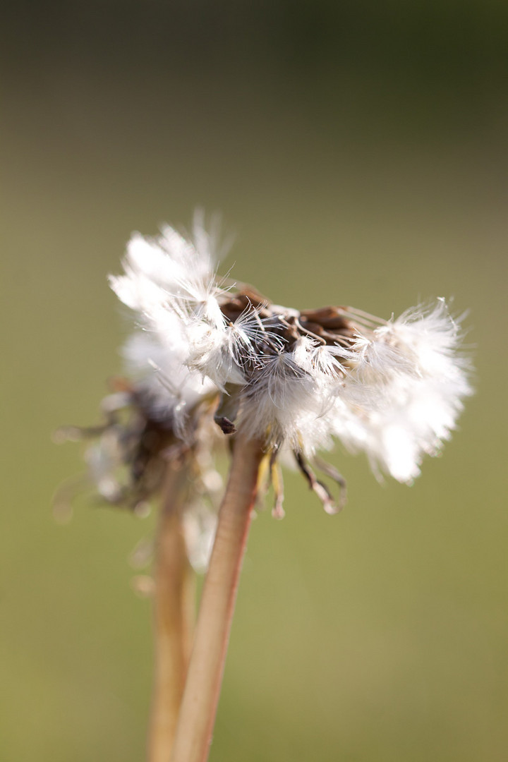 kahl vom Wind