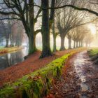 Kahle Allee am Bach im Frühnebel - KI