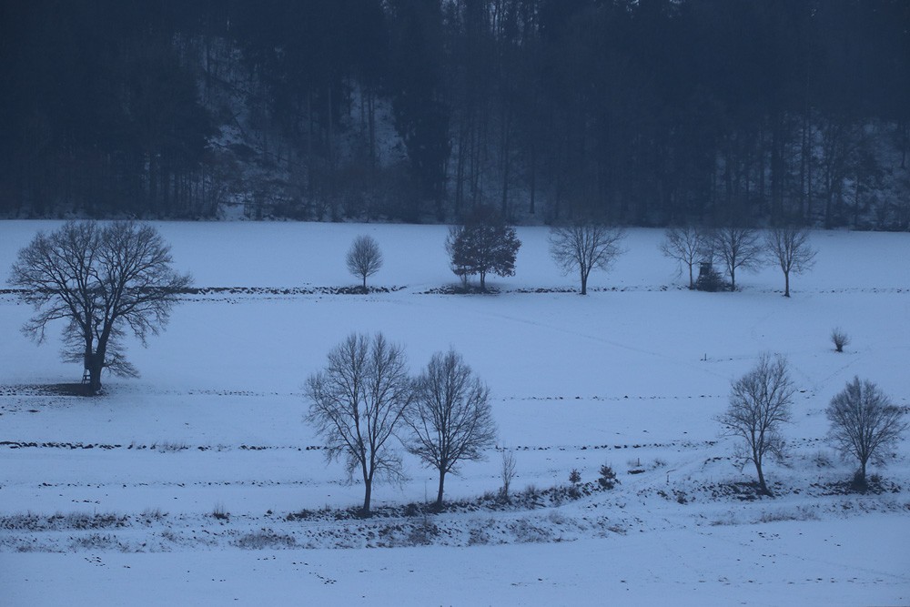 kahle Bäume