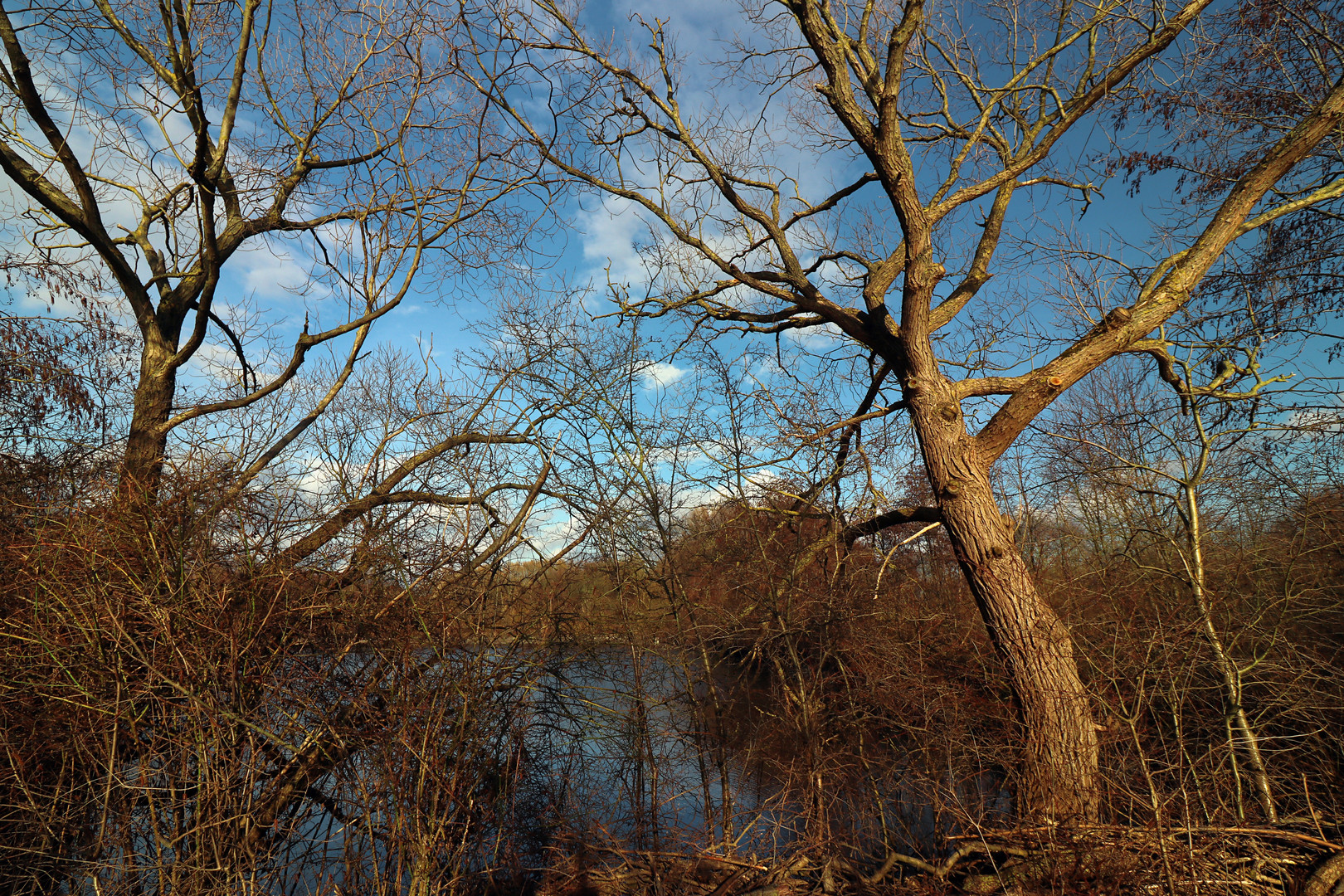 Kahle Bäume am Fischteich