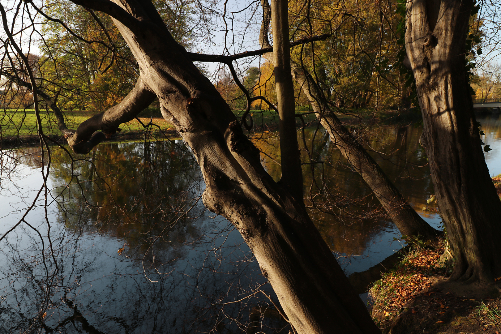 Kahle Bäume am Fluss