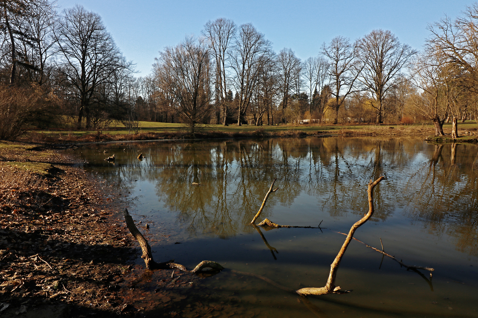 Kahle Bäume am Südteich