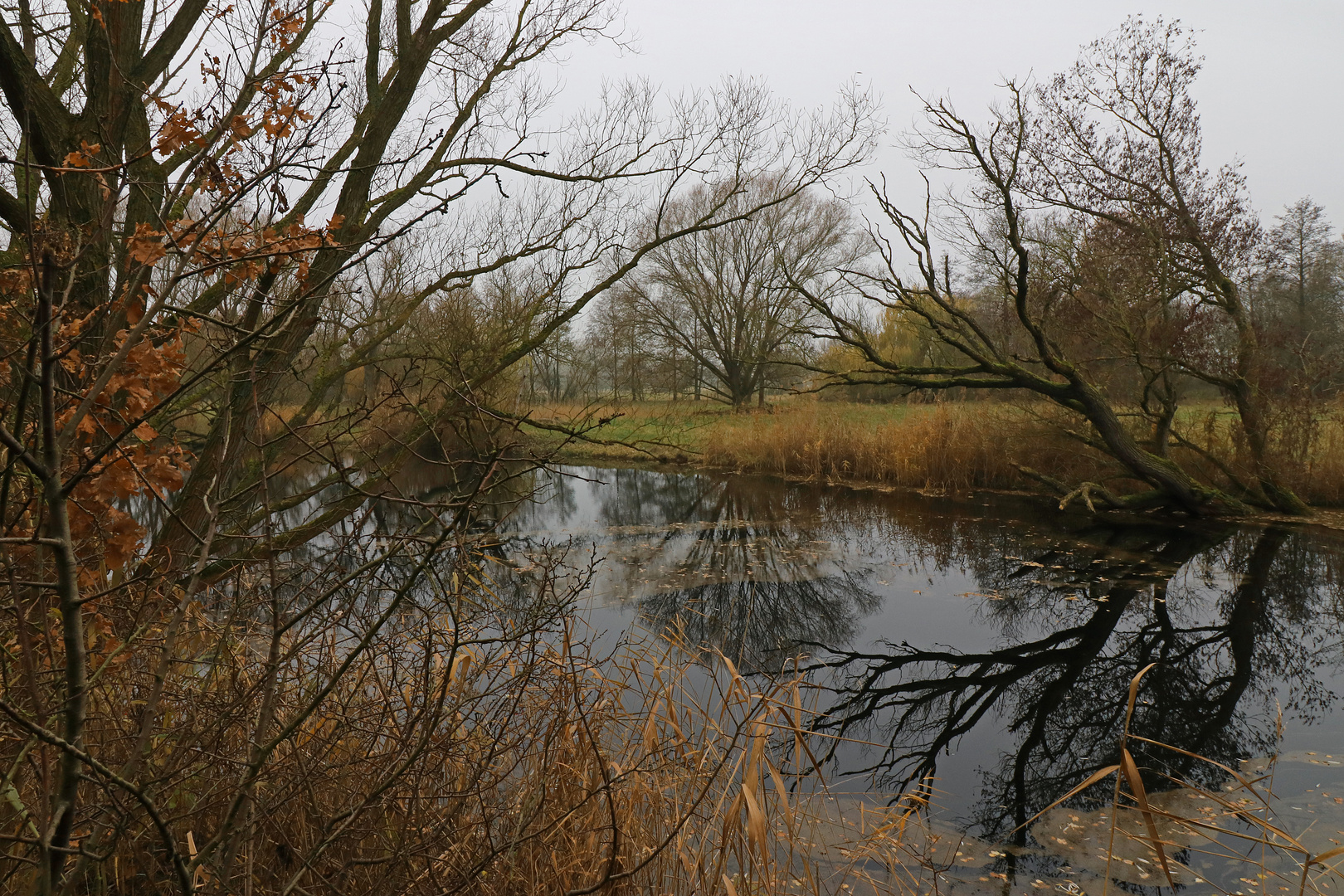 Kahle Bäume am Teich