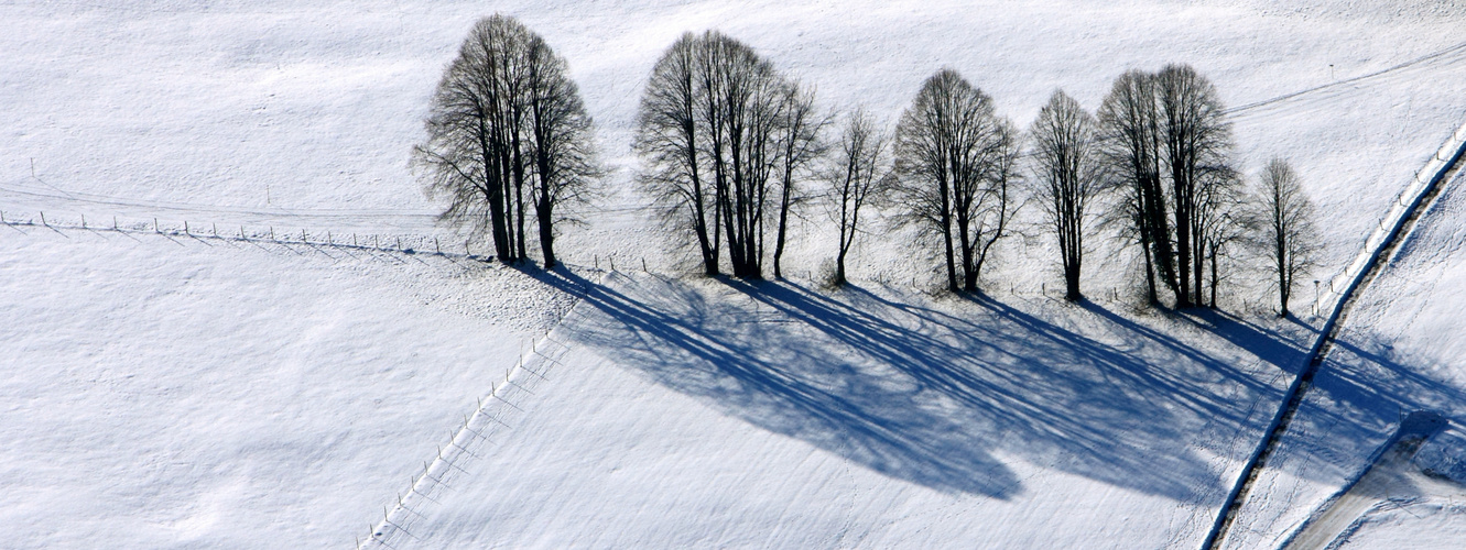 Kahle Bäume