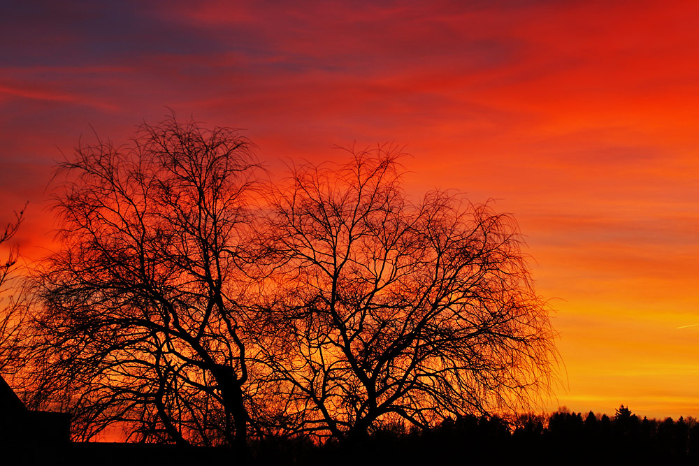 kahle Bäume im Abendrot