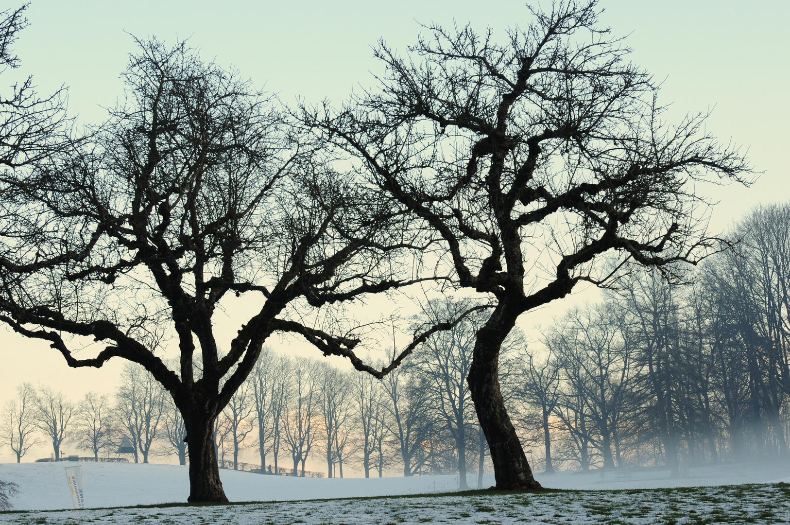 Kahle Bäume im Winter