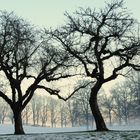 Kahle Bäume im Winter