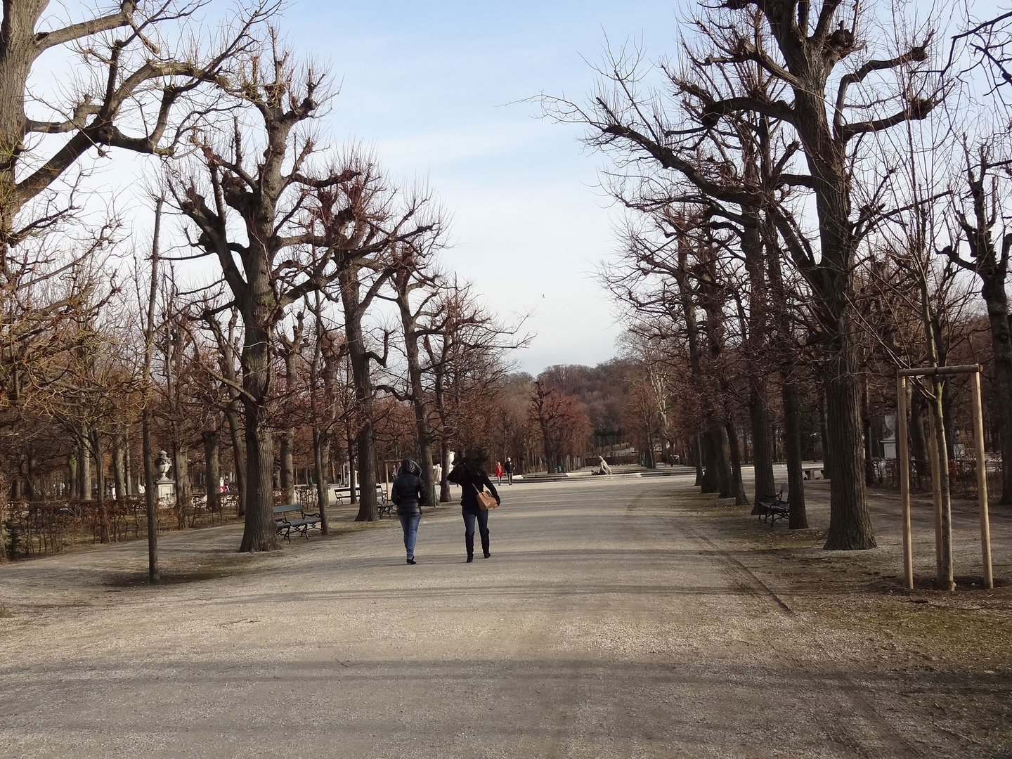 Kahle Bäume in Schönbrunn