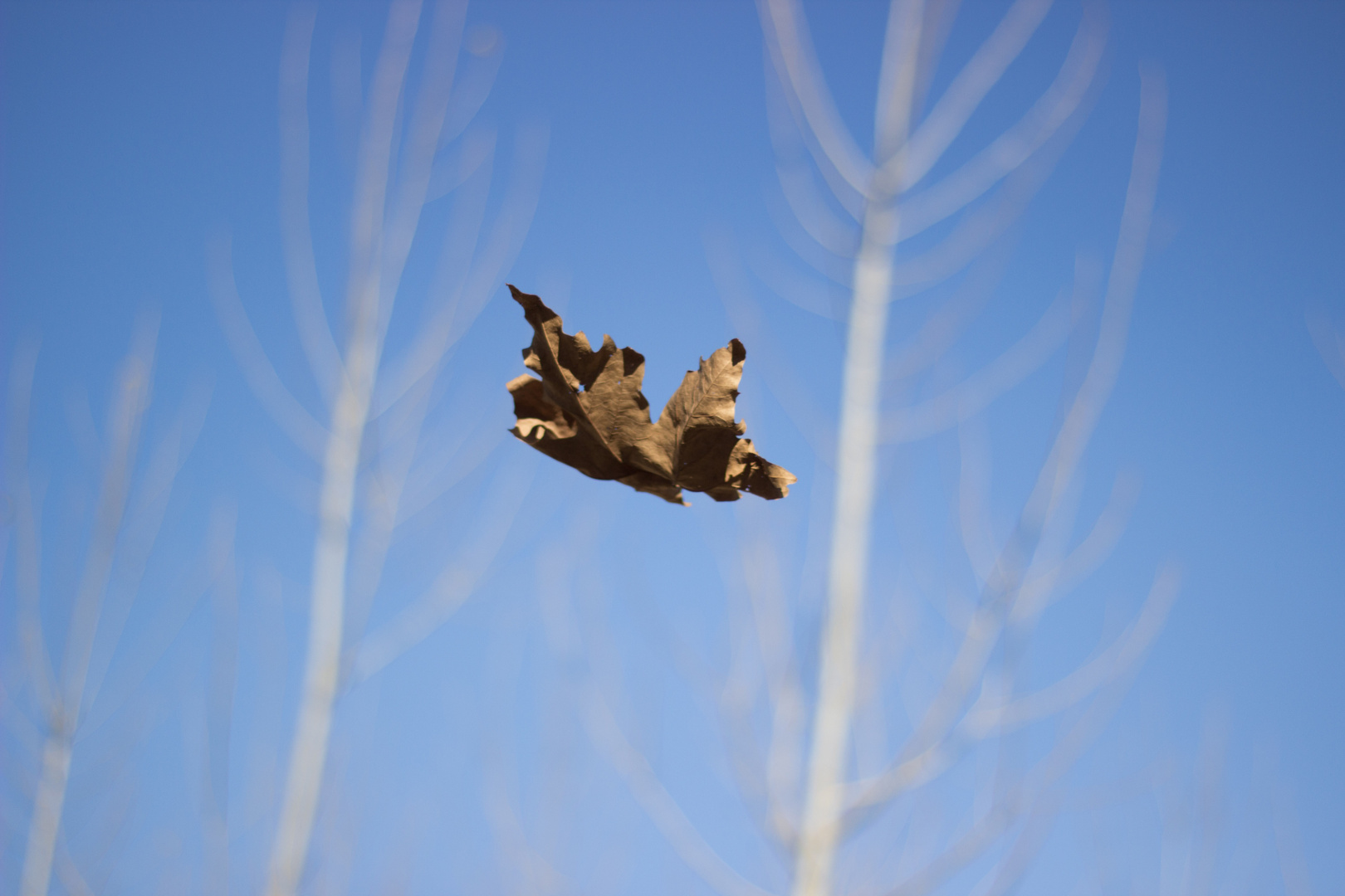 Kahle Bäume und dennoch am fliegen