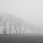 Kahle Baumreihe im Nebel