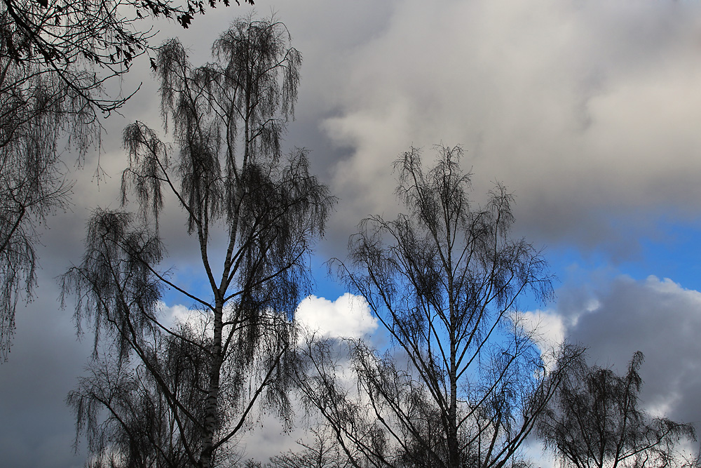 kahle Birken mit Wolkenhimmel