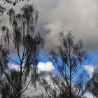 kahle Birken mit Wolkenhimmel