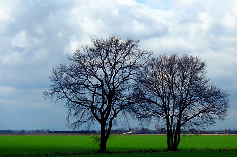 Kahle Brüder