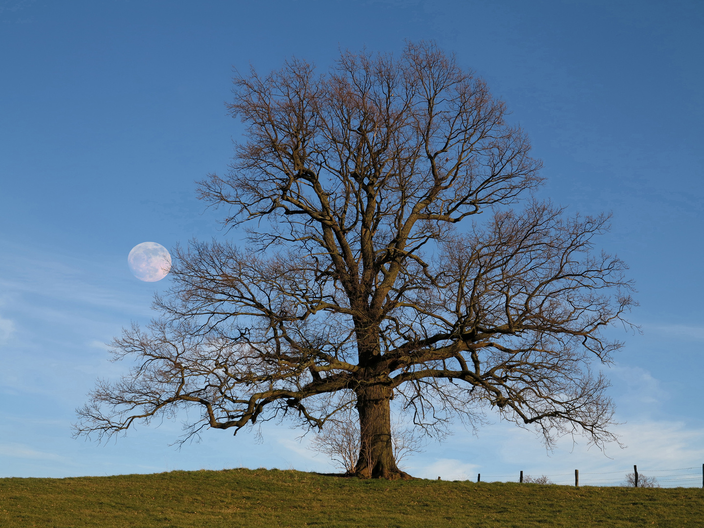 Kahle Eiche in Wennigloh, Vollmond