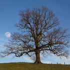 Kahle Eiche in Wennigloh, Vollmond