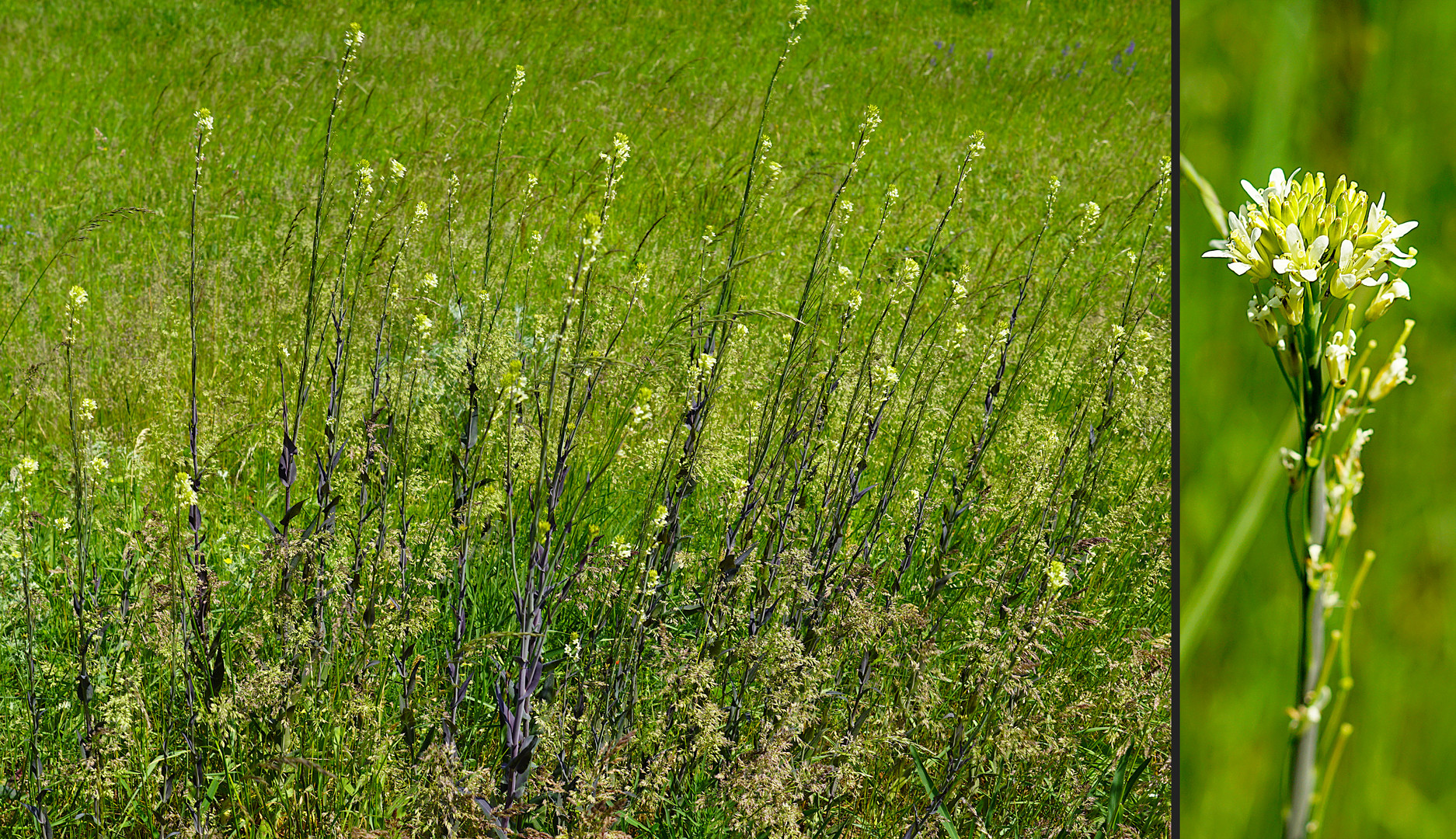 Kahle Gänsekresse oder Turmkraut Foto & Bild world, brandenburg