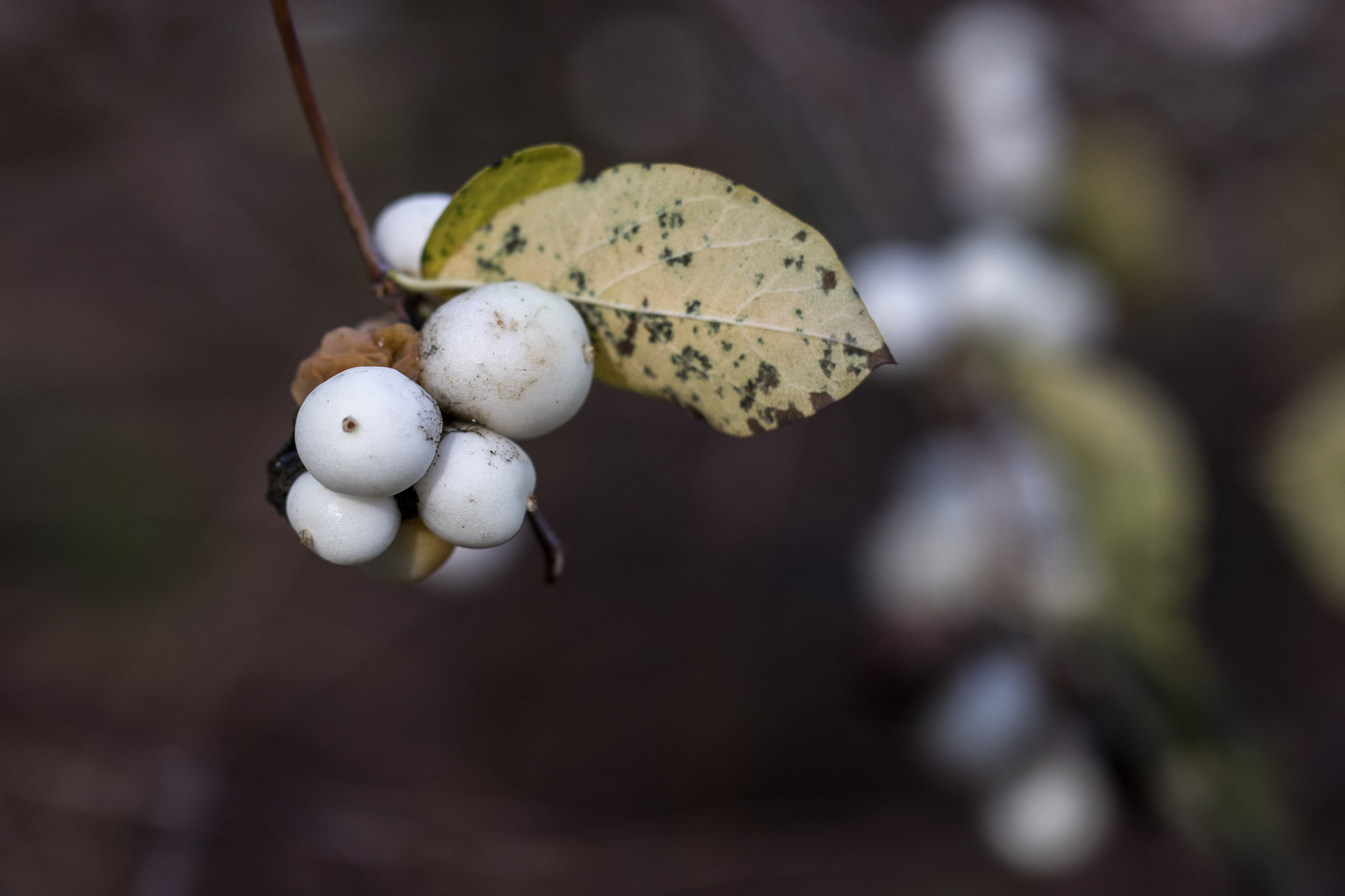 kahle Schneebeeren I