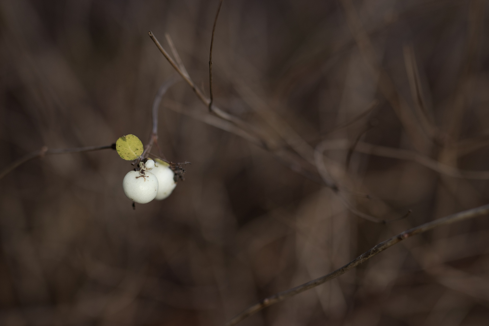 kahle Schneebeeren II