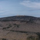 Kahle Wälder