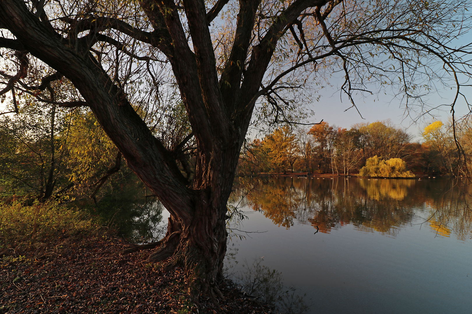 Kahle Weide am Teich