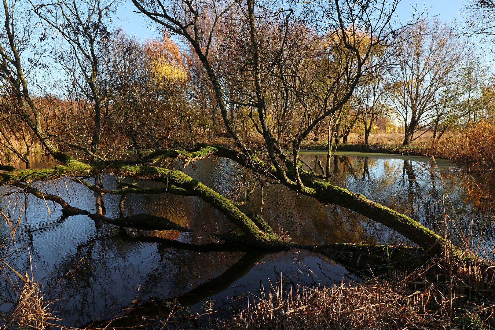 Kahle Weide am Ufer