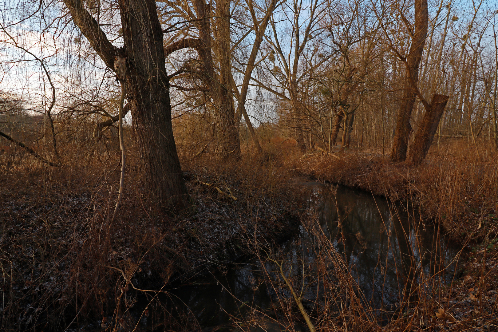 Kahle Weiden am Bach